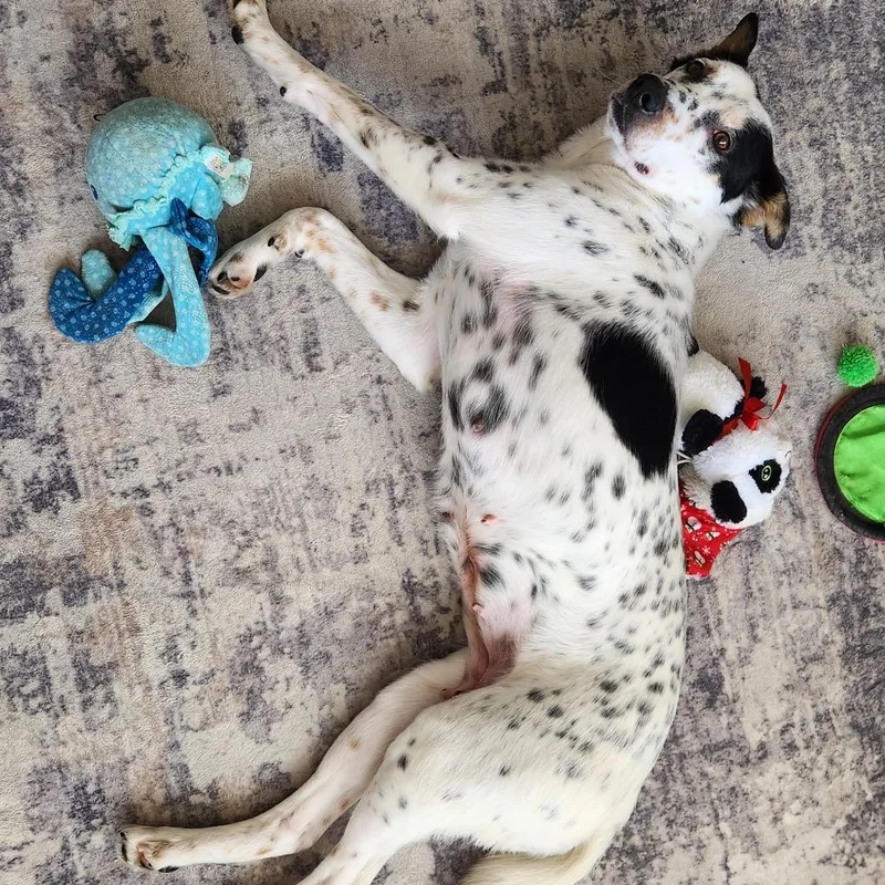 Old Maid thumbnail 2