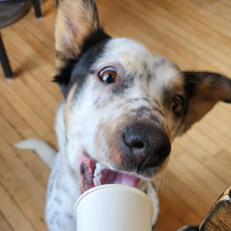 Old Maid thumbnail 3