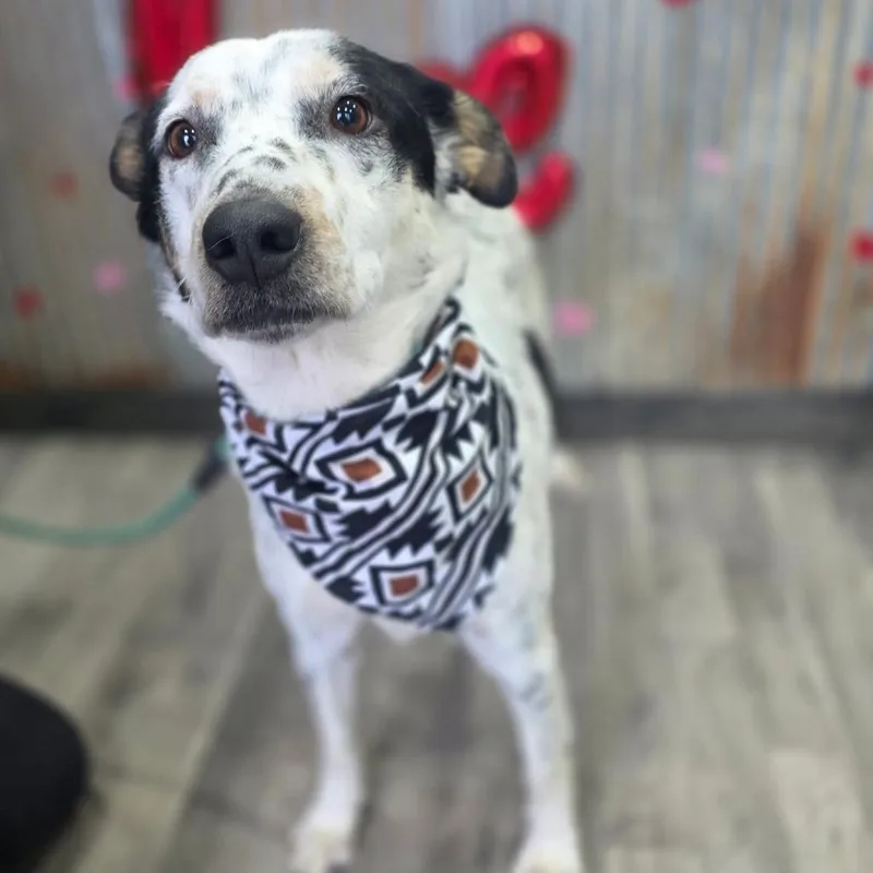 Old Maid thumbnail 4