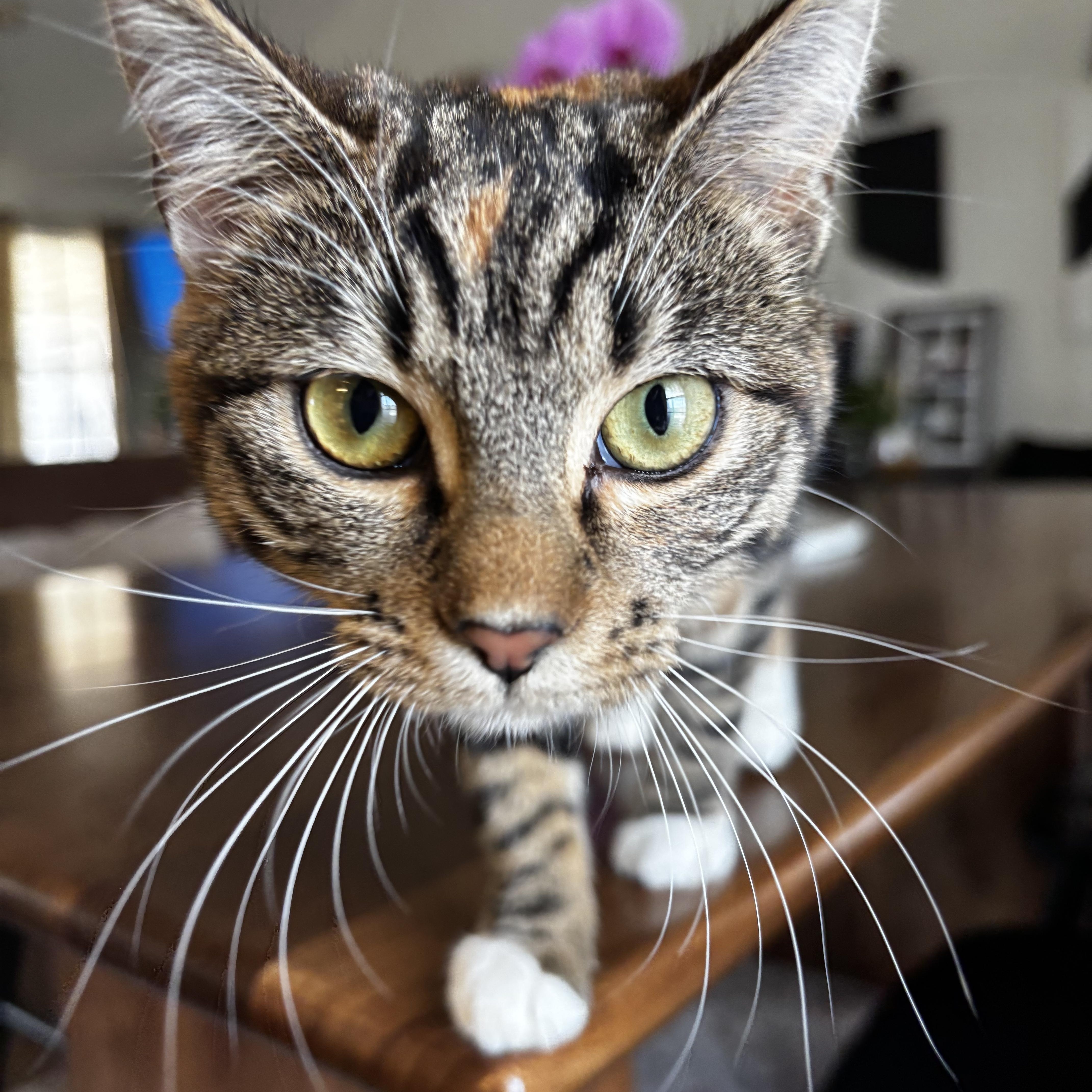 Tatianna thumbnail 5