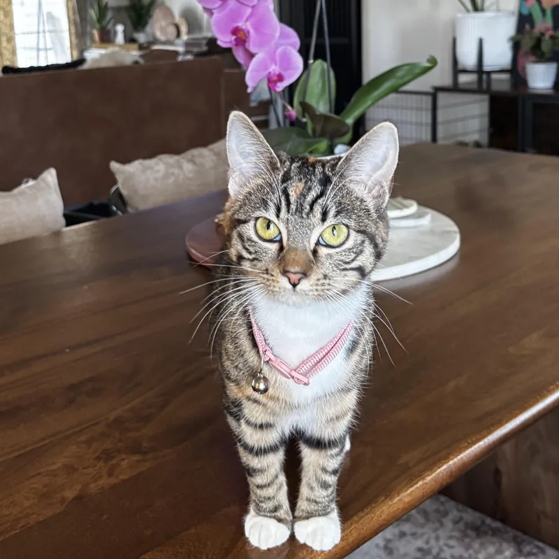 Tatianna thumbnail 6