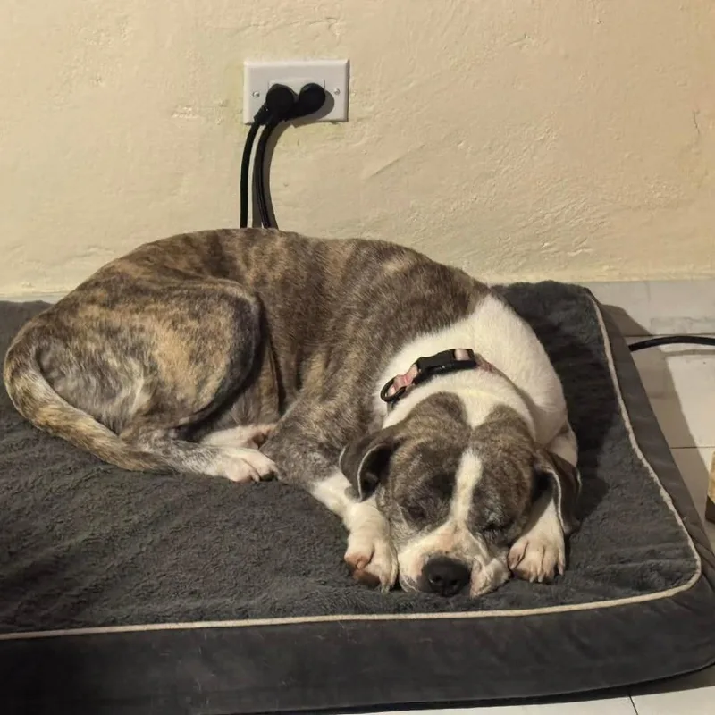 Mama Roxie thumbnail 2