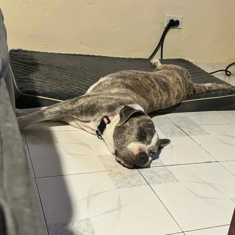 Mama Roxie thumbnail 3