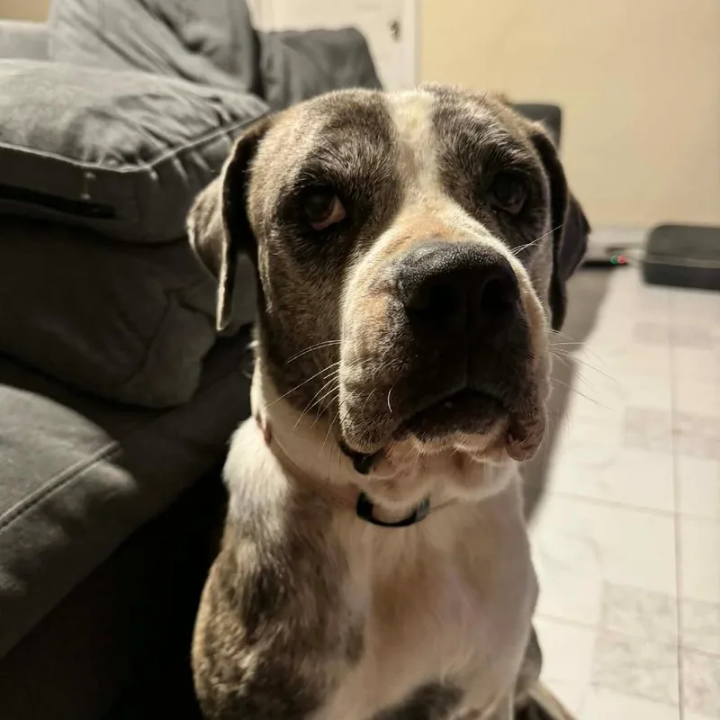 Mama Roxie thumbnail 4