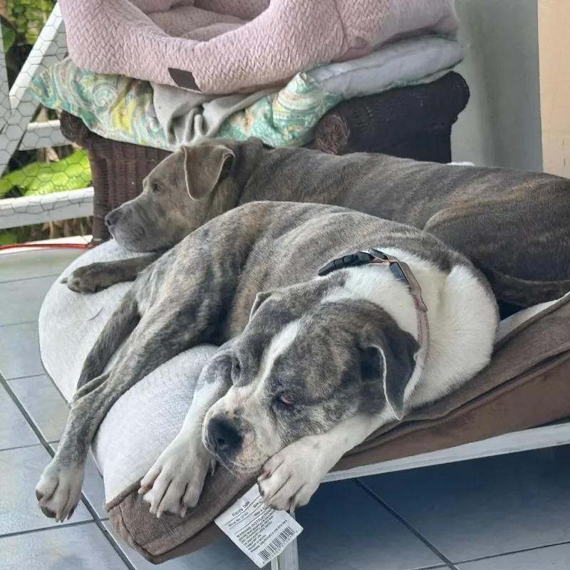 Mama Roxie thumbnail 6