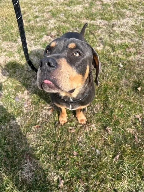 Betty Boop thumbnail 2