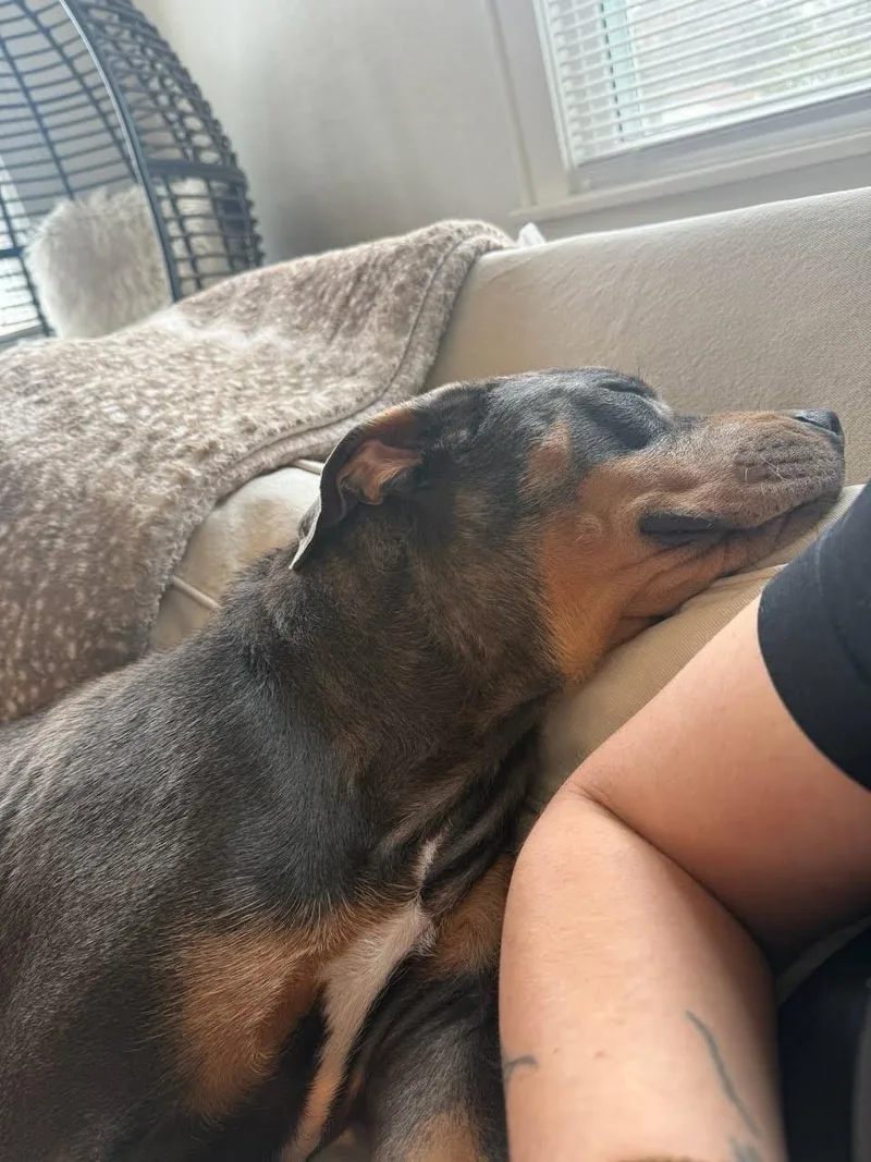 Betty Boop thumbnail 4