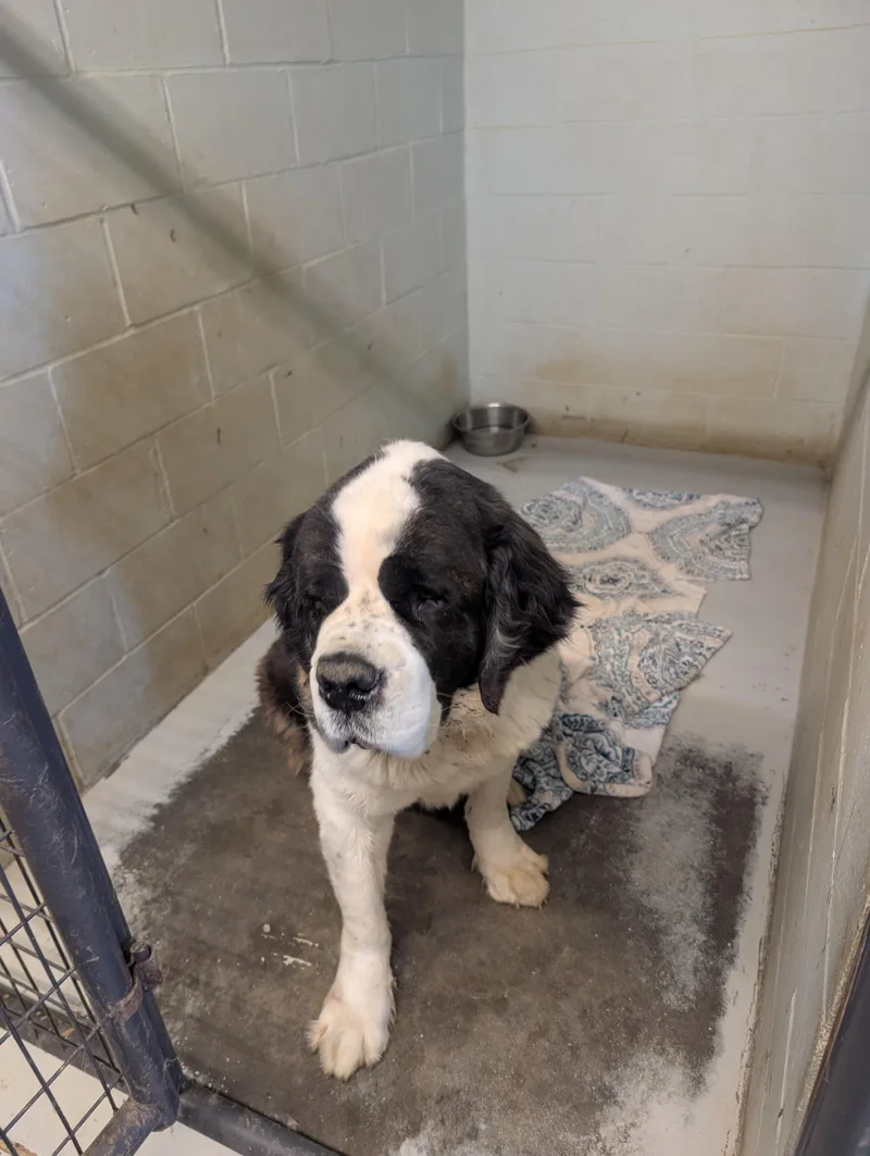 Bernieblanton thumbnail 2