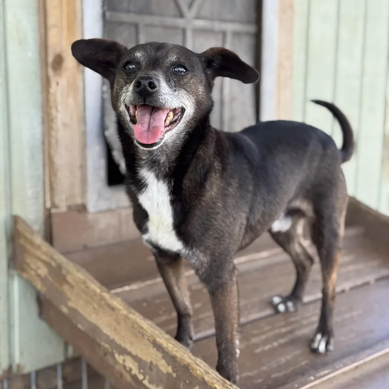 Snoop & Thor thumbnail 4