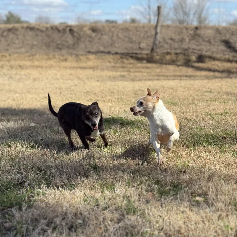 Snoop & Thor thumbnail 6