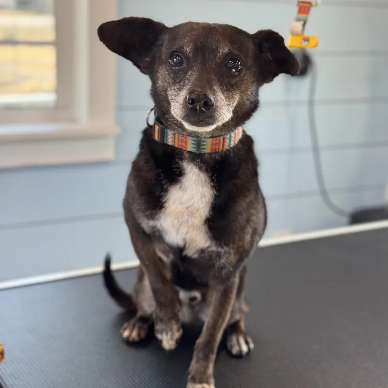 Snoop & Thor  thumbnail 3