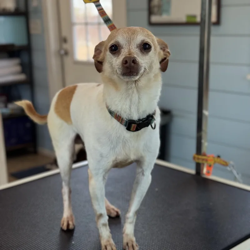 Snoop & Thor  thumbnail 6