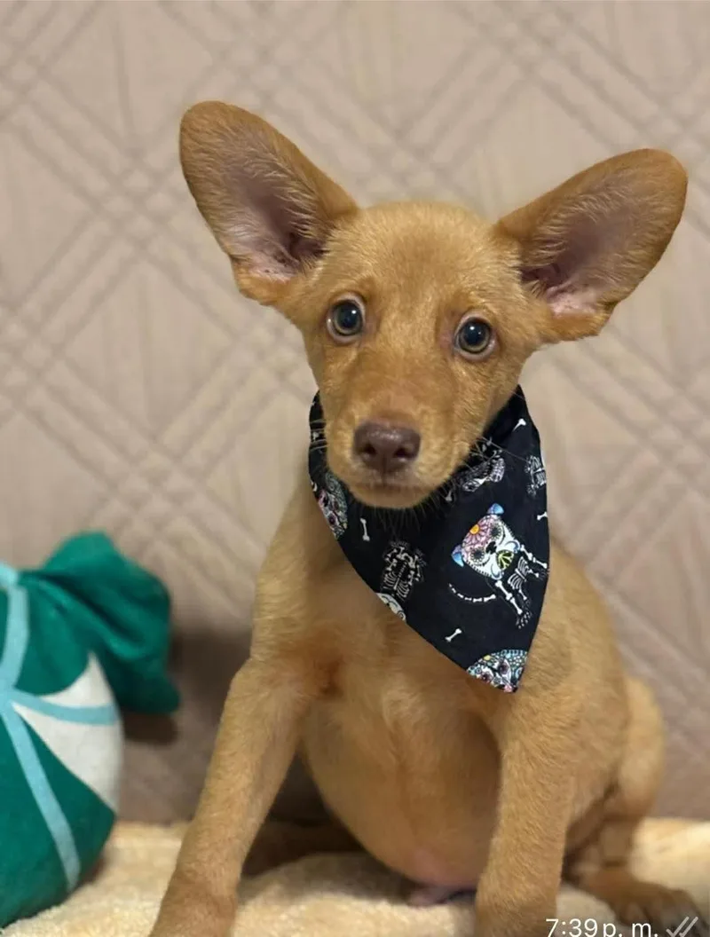 A baby small-sized male Miniature Pinscher dog named Quincy for adoption in Carmel, NY