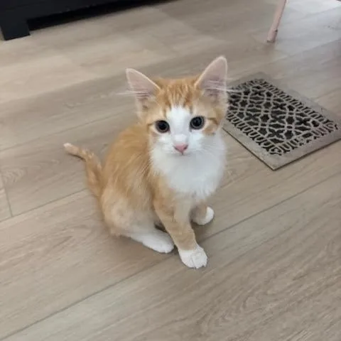 Jack & Buddy thumbnail 2