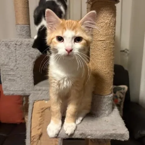 Jack & Buddy thumbnail 3