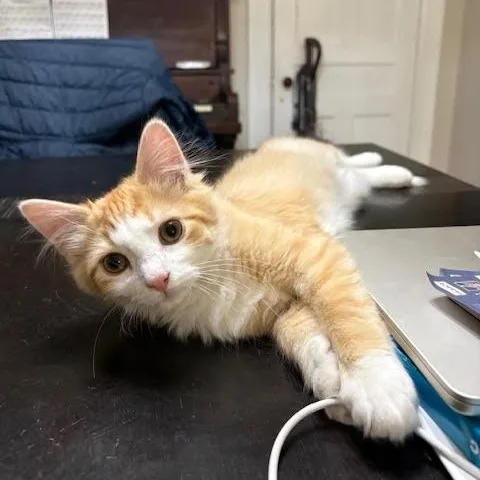 Jack & Buddy thumbnail 4