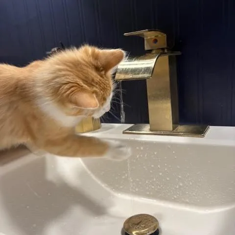 Jack & Buddy thumbnail 5