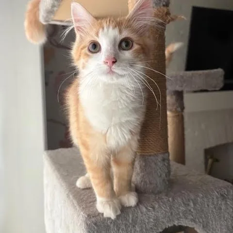 Jack & Buddy thumbnail 6