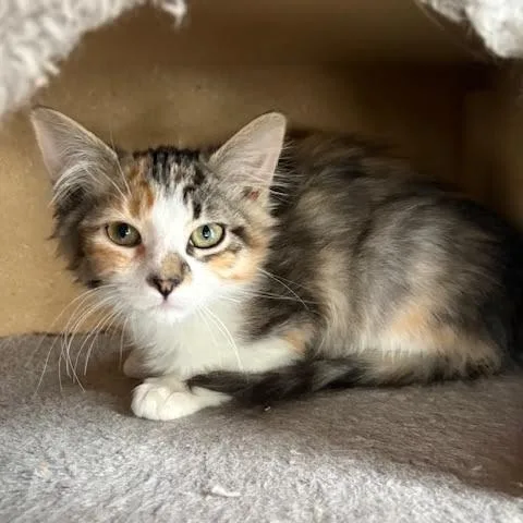 Mama Paige & Sugar thumbnail 5