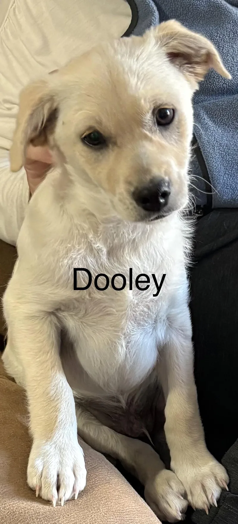 Dooley thumbnail 3