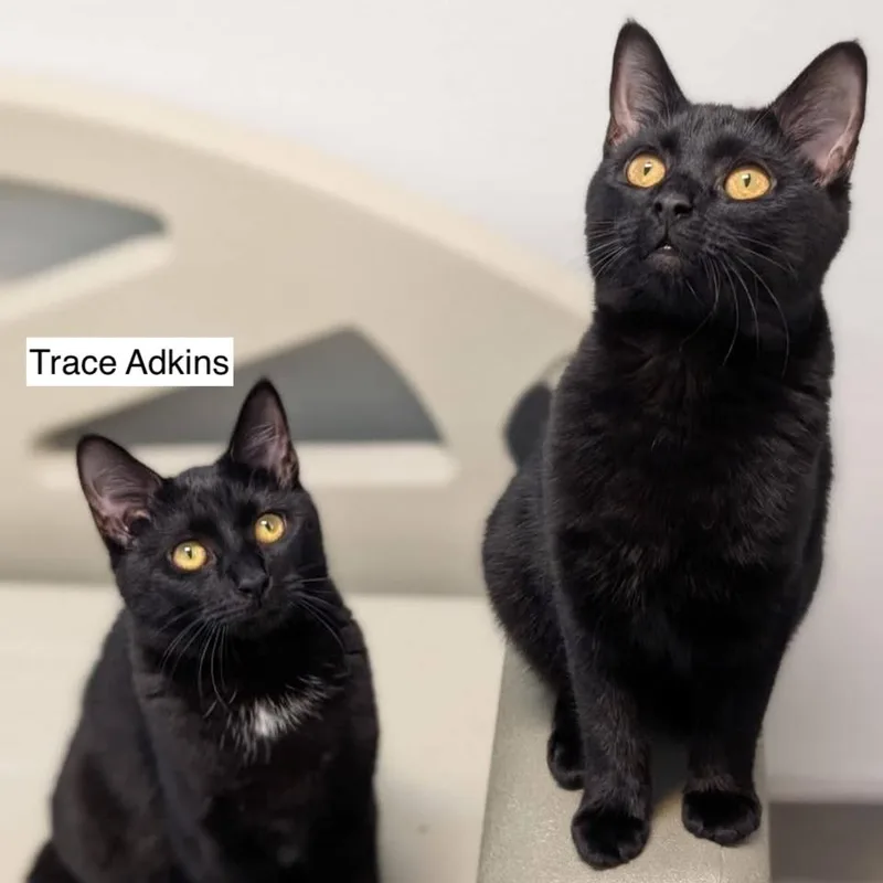 Shania Twain thumbnail 2