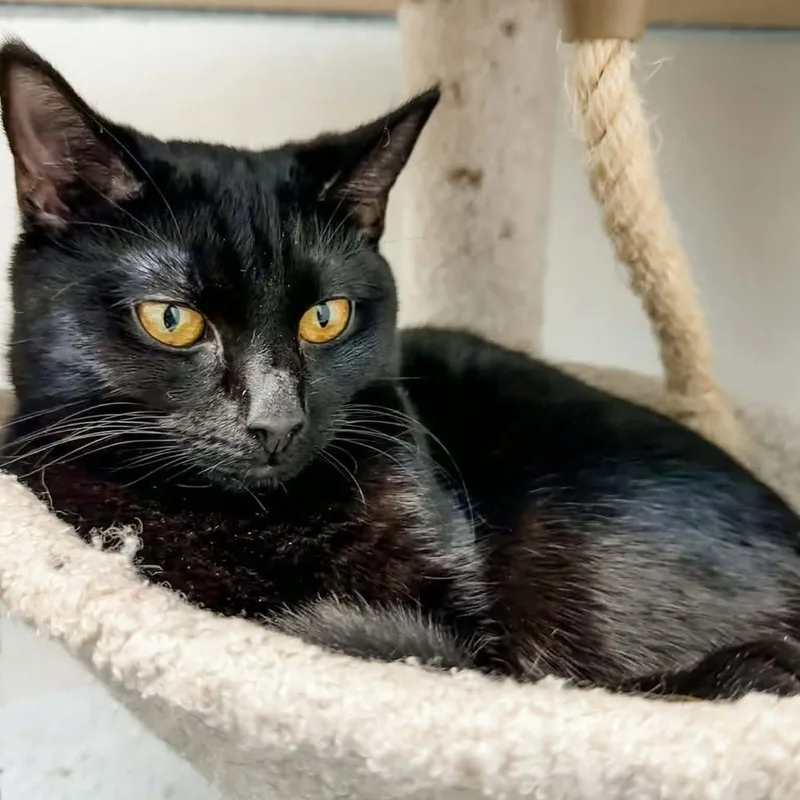 Shania Twain thumbnail 3