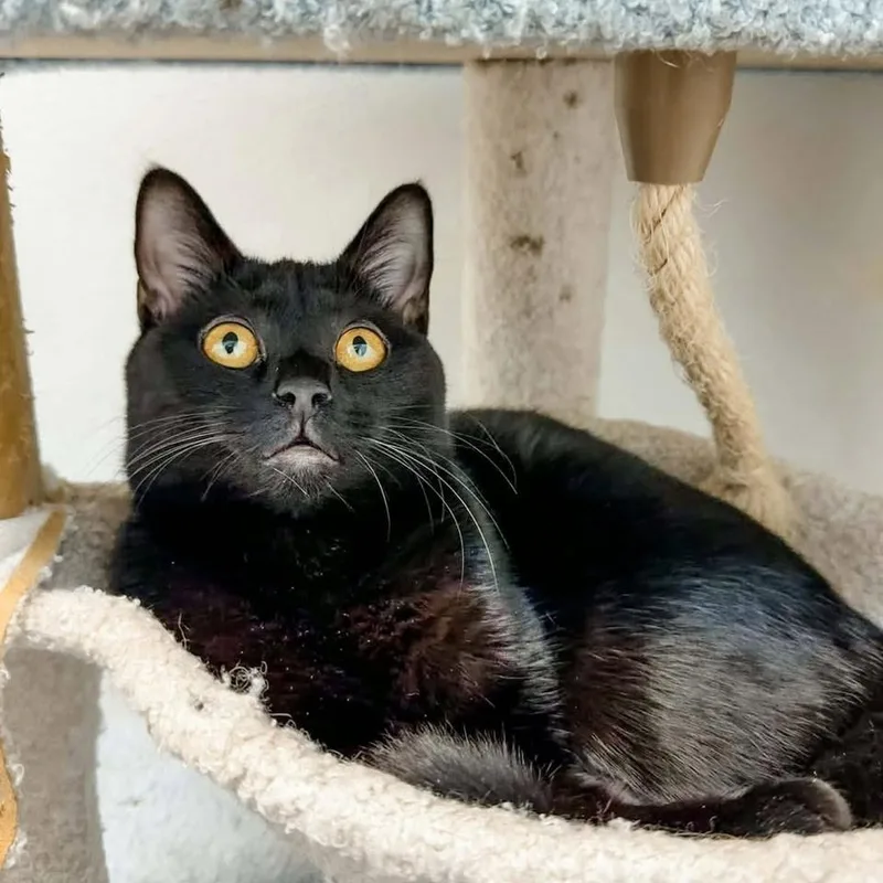 Shania Twain thumbnail 4