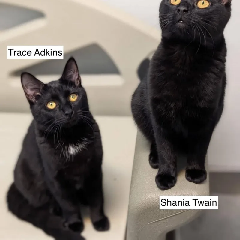 Trace Adkins thumbnail 2