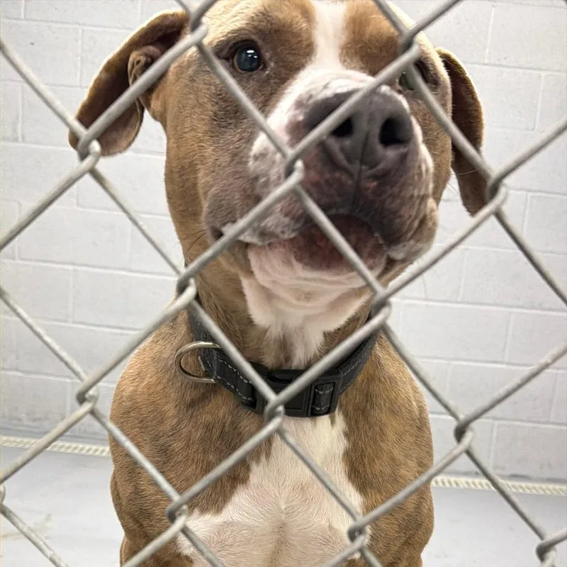 Knuckles thumbnail 2