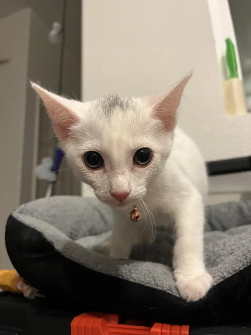 Wrangler thumbnail 2