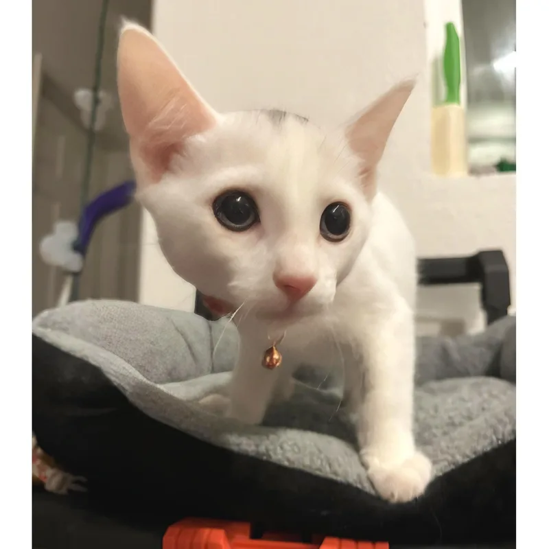 Wrangler thumbnail 3