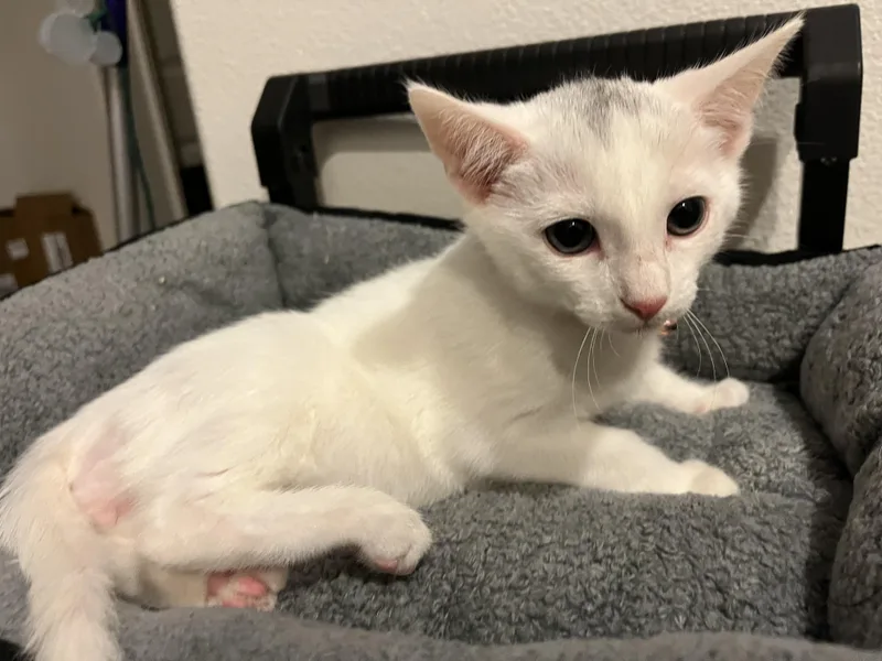 Wrangler thumbnail 4