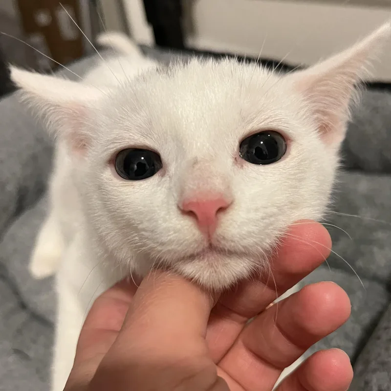 Wrangler thumbnail 5