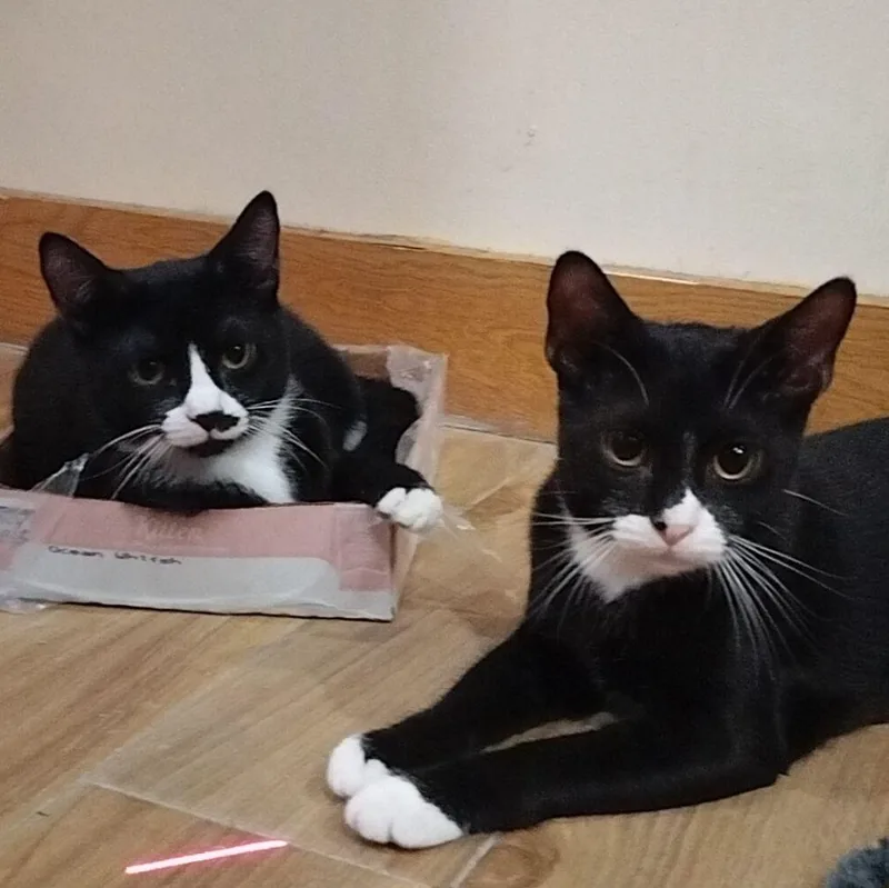 Sushi And Sashimi thumbnail 2