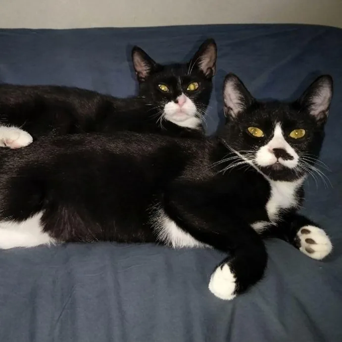 Sushi And Sashimi thumbnail 4