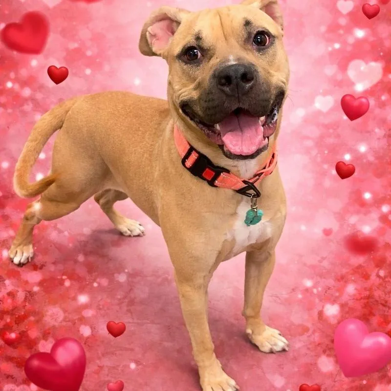 Nova Love thumbnail 4