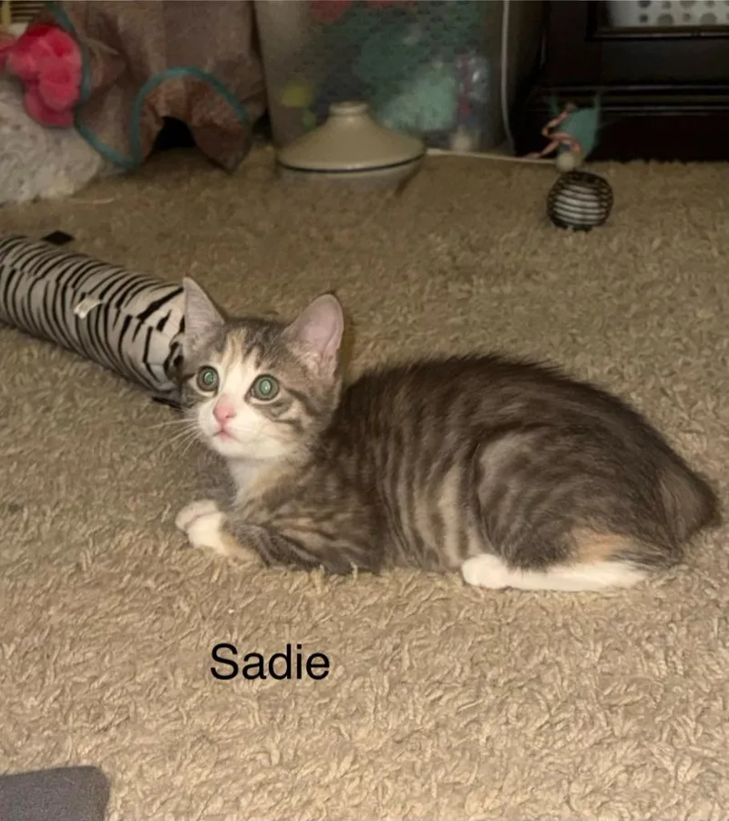 Sadie