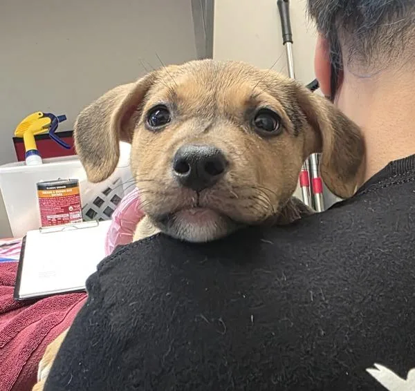 A baby medium-sized female Pit Bull Terrier dog named Nala for adoption in El Cajon, CA