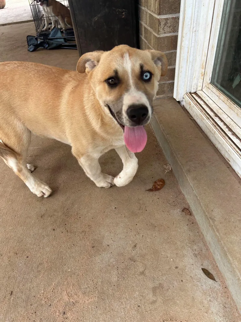 A young large-sized male Husky dog named Prince for adoption in Mobile, AL