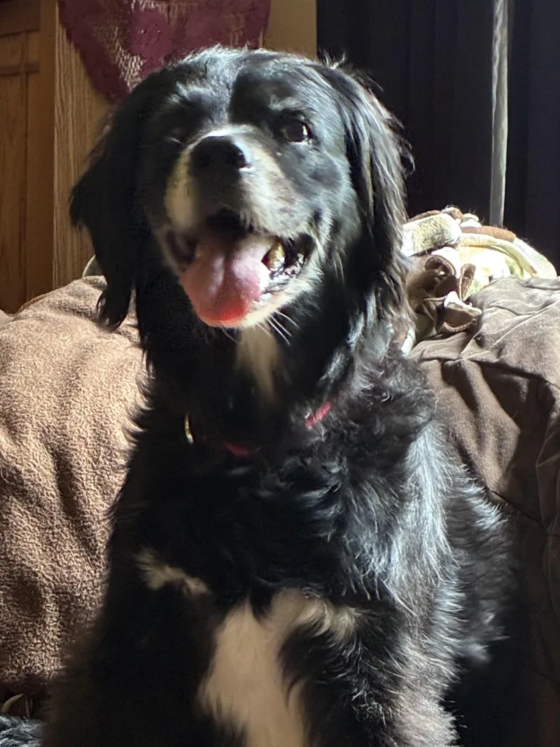 A senior medium-sized female Black Border Collie dog named Leela for adoption in Silvana, WA
