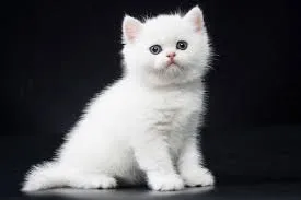 A young small-sized female grey American Curl cat named Areej ko1 for adoption in New York, NY