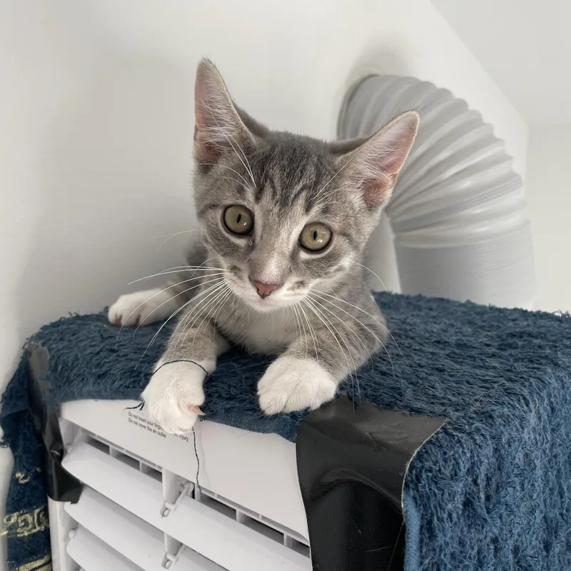 A baby medium-sized male Tabby (Gray / Blue / Silver) Domestic Short Hair cat named Mittens for adoption in Little Falls, NJ