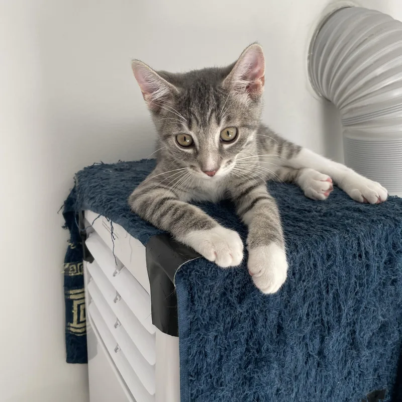 Mittens thumbnail 3