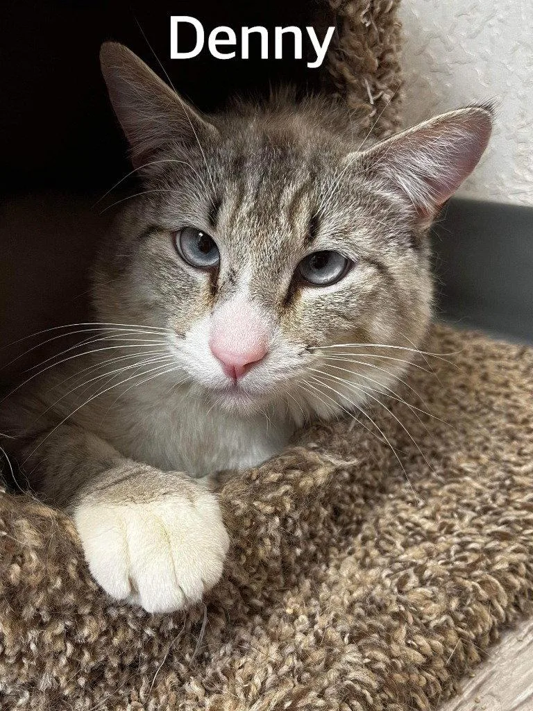 An adult medium-sized male Siamese cat named Denny for adoption in Saint George, UT