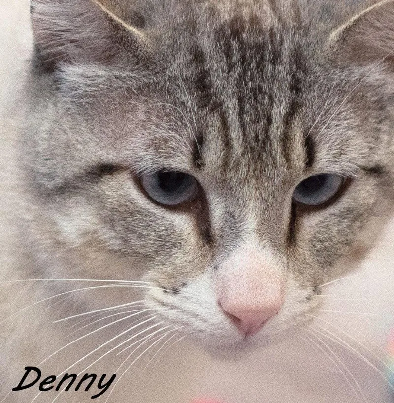 Denny thumbnail 3