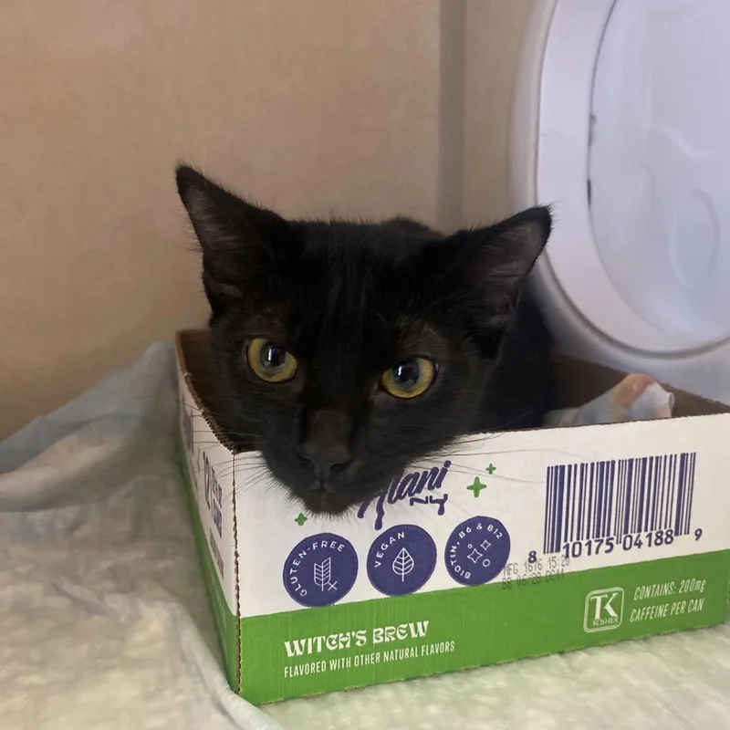 A young small-sized female Black Domestic Short Hair cat named April for adoption in Westminster, CA
