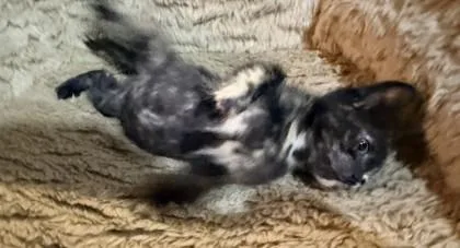 A baby small-sized female Domestic Short Hair cat named Chanel for adoption in Chamblee, GA