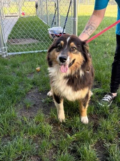 An adult medium-sized female Australian Shepherd dog named Penne for adoption in Fergus Falls, MN