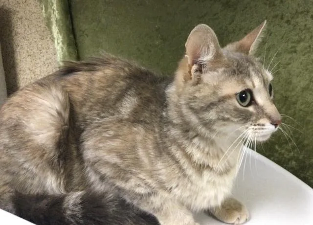 An adult small-sized female Domestic Short Hair cat named Cloud for adoption in Riverside, CA