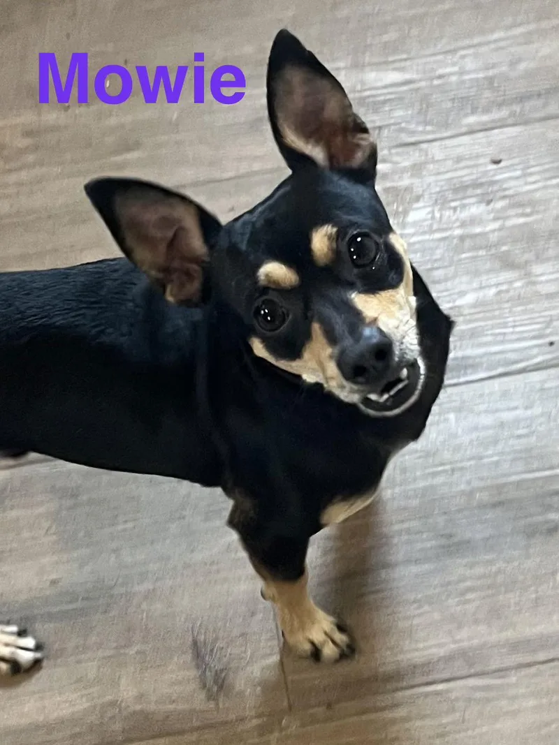 Mowie
